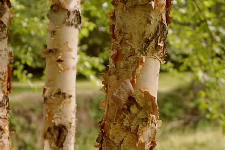 escort Birch Tree