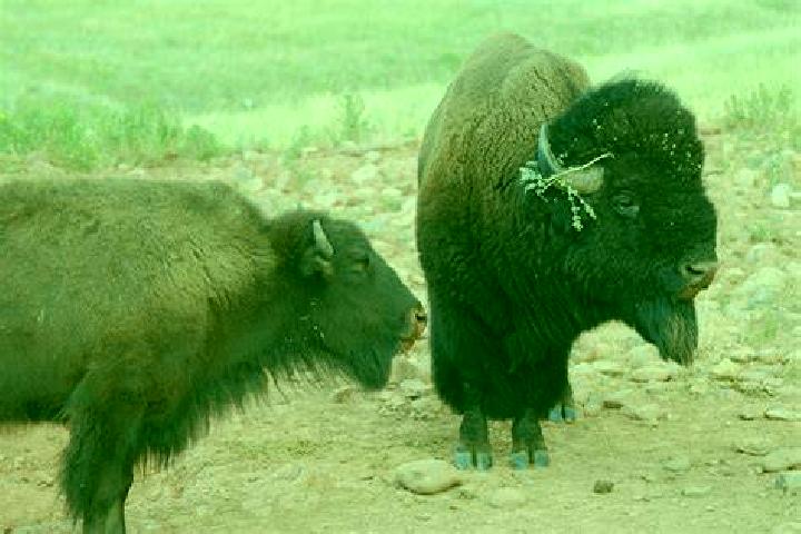 escort Bison