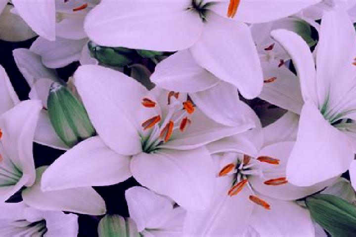 escort Blancos