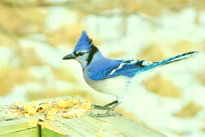 escort Blue Jay
