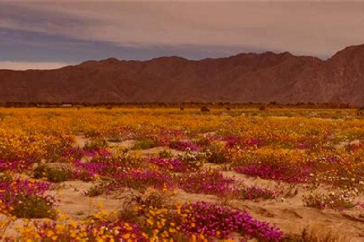 escort Borrego Springs