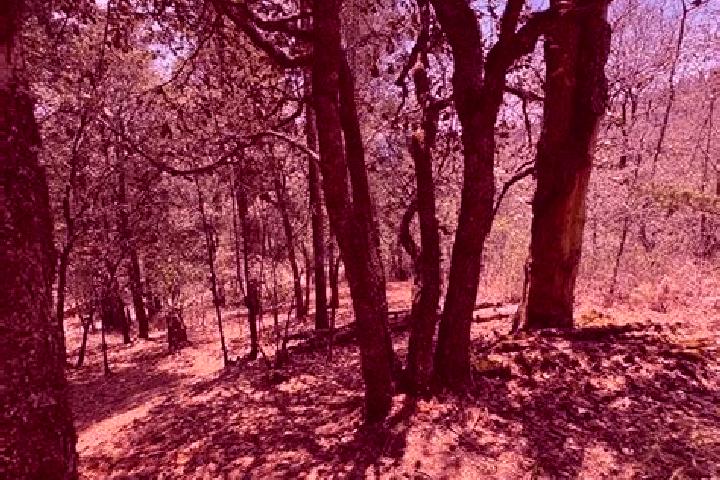 escort Bosques del Mineral