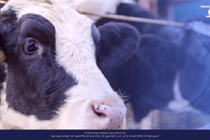 escort Bovina