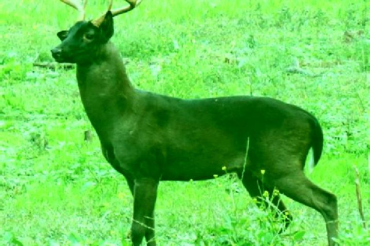 escort Brown Deer
