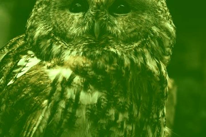escort Brown Owl