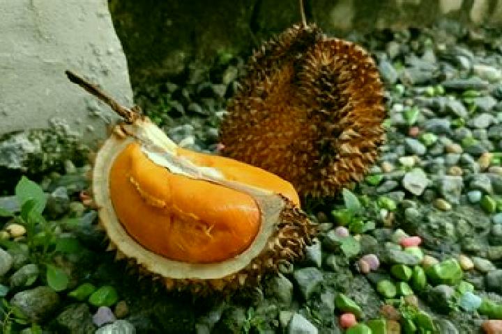escort Bua Lai