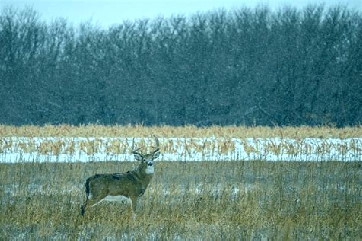 escort Buckmaster s Circle