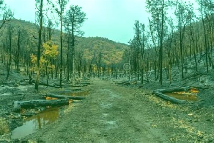 escort Burnt Forest