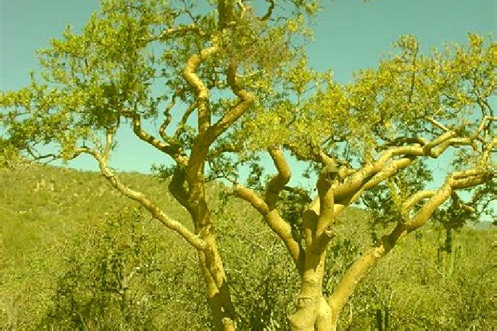 escort Bursera