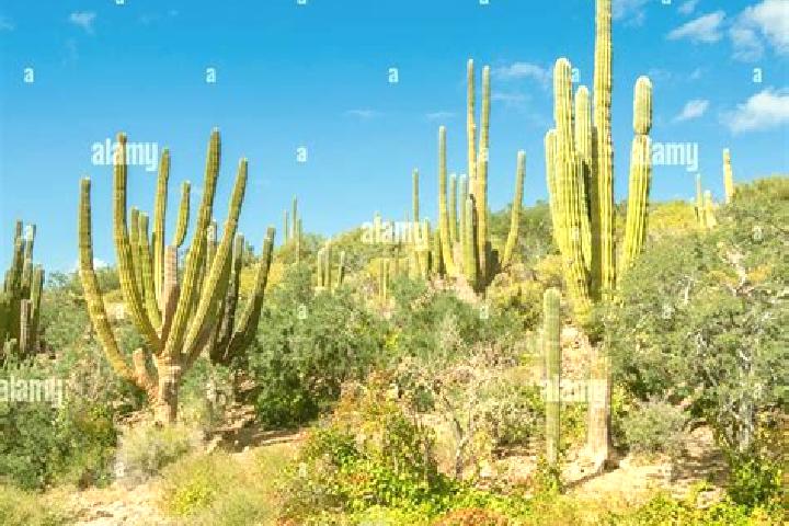escort Cactus Forest