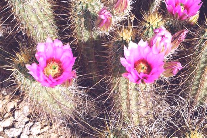 escort Cactus