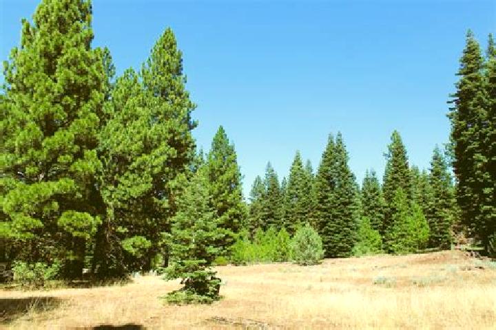 escort California Pines