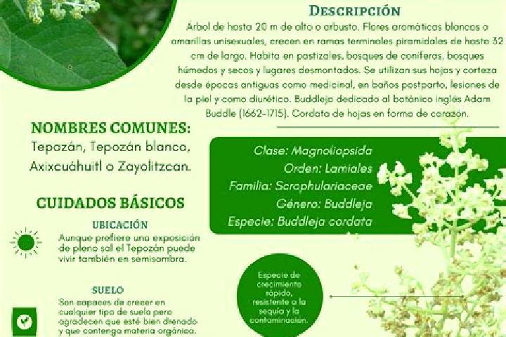 escort Calzada del Tepozan