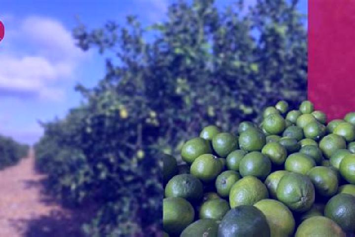 escort Campo de los Limones