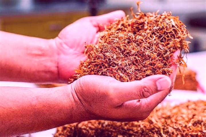 escort Canada del Tabaco