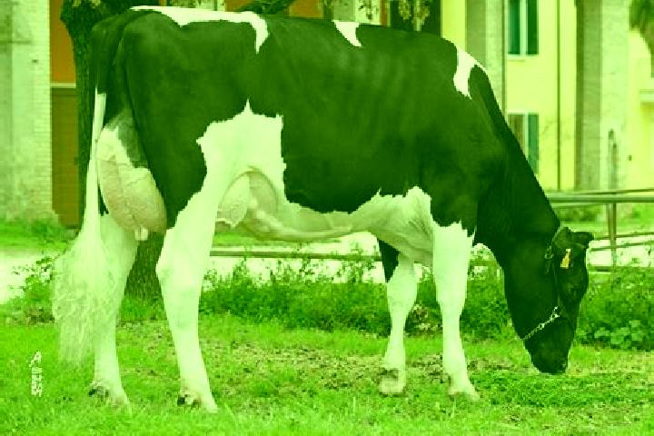 escort Canneto sull Oglio