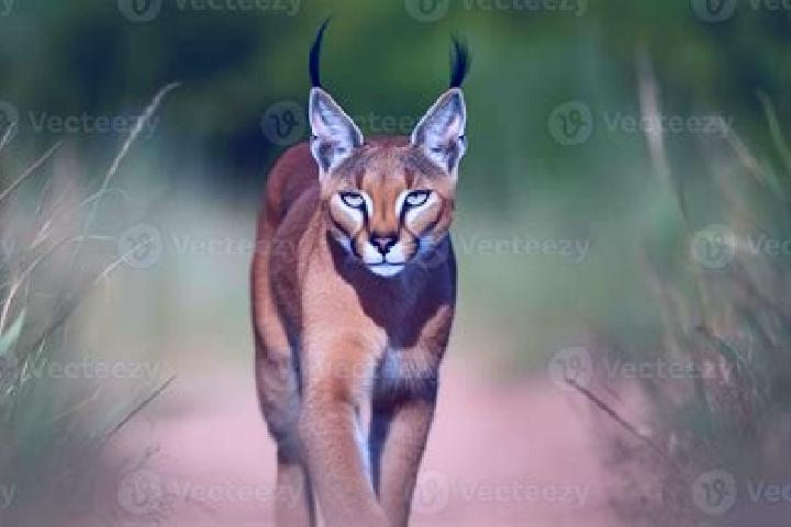 escort Caracal