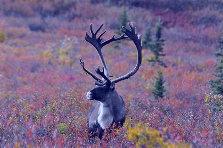 escort Caribou
