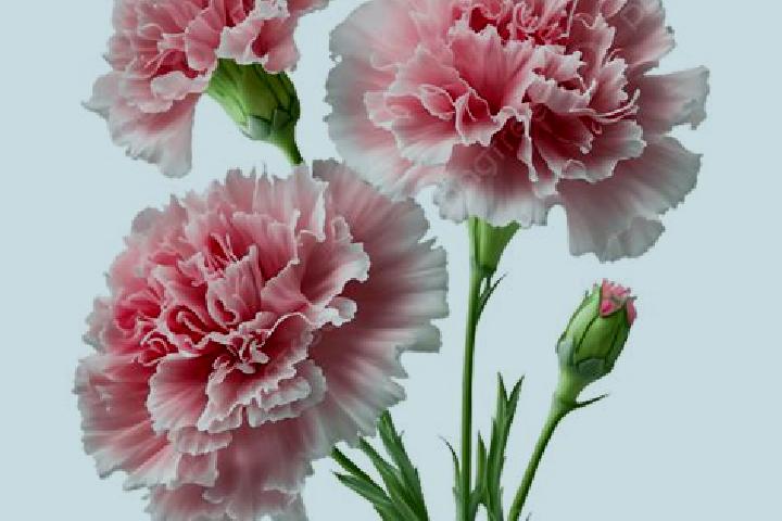 escort Carnation