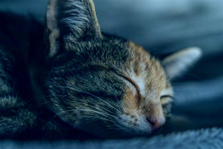 escort Cat