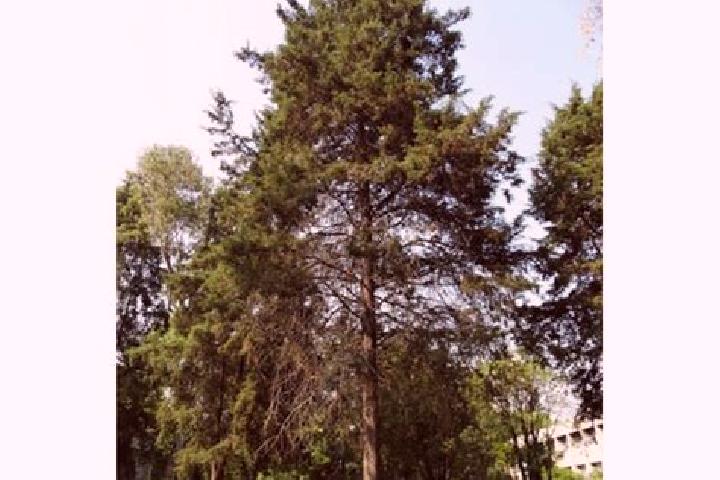 escort Cedro de la Manzana