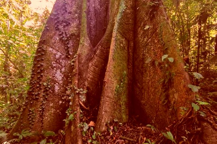 escort Ceiba Rica