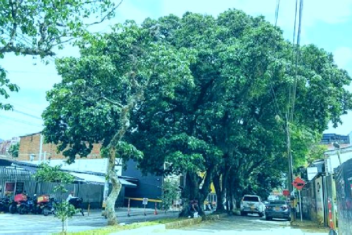 escort Ceiba
