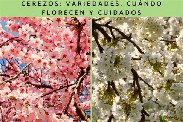 escort Cerezo de Arriba