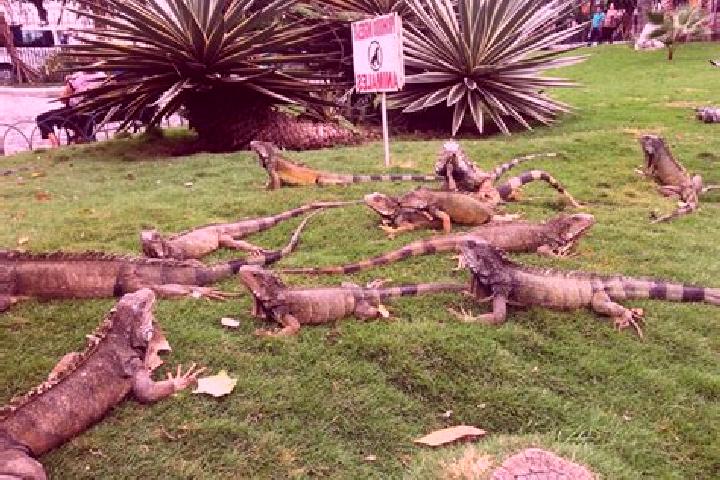 escort Cerro las Iguanas