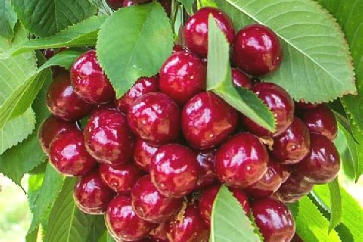 escort Cherry Tree