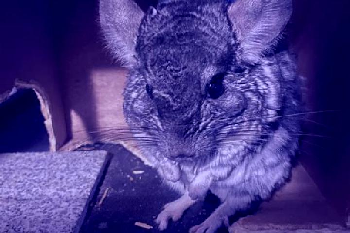 escort Chinchilla