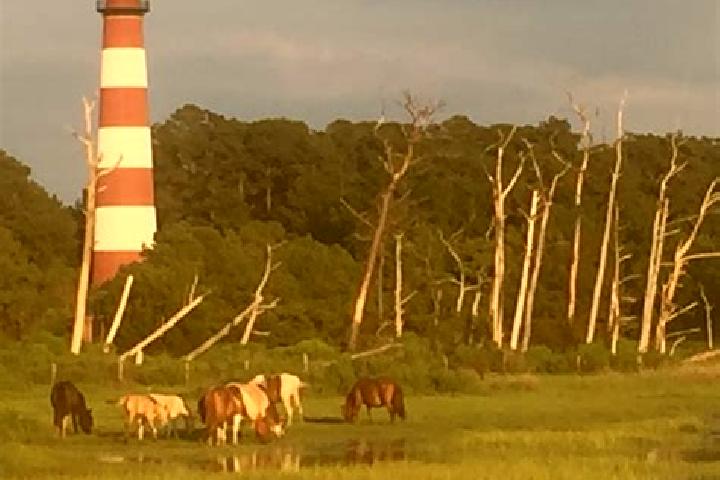 escort Chincoteague