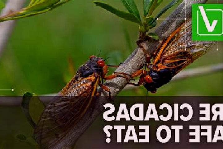 escort Cicadas