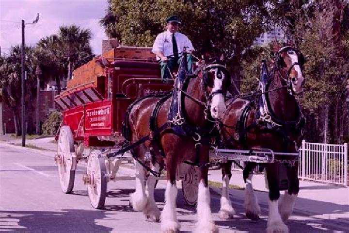 escort Clydesdale