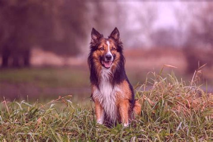 escort Collie