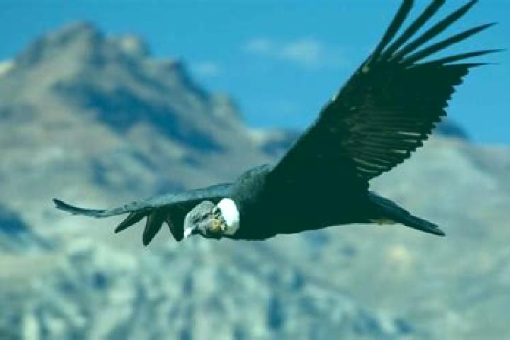 escort Condor Cerro
