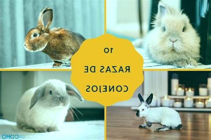 escort Conejos