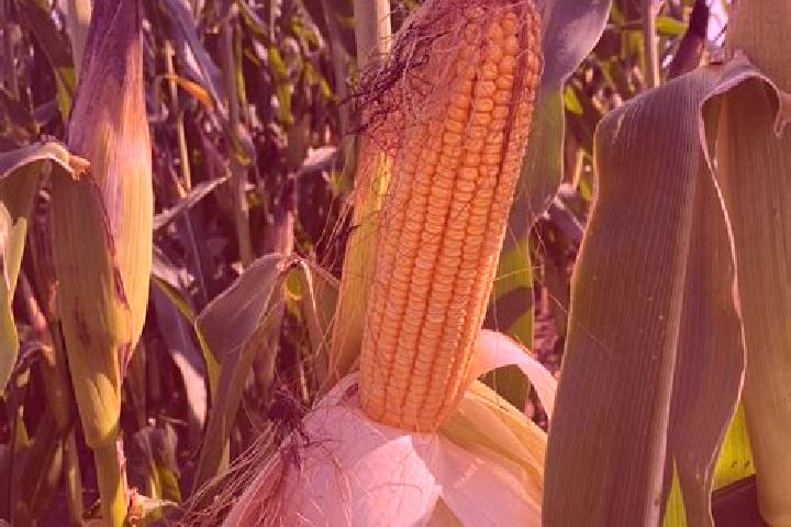 escort Corn