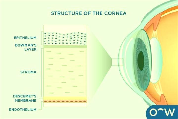 escort Cornea