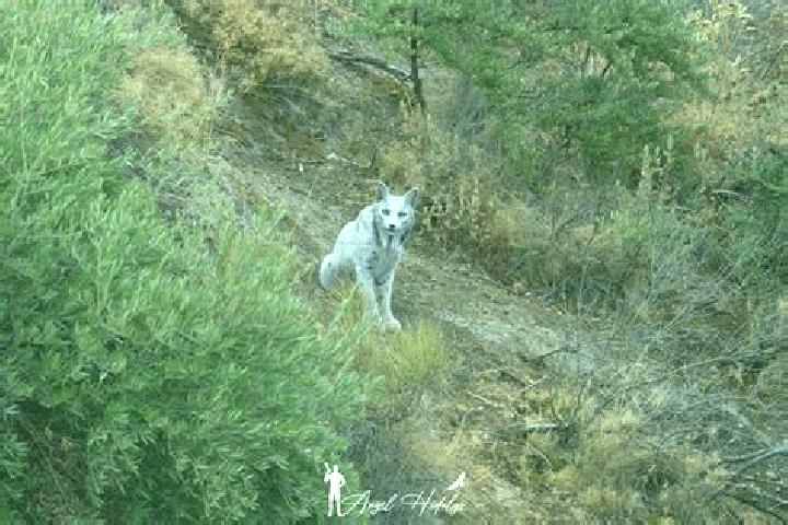 escort Corral Blanco (Todos por Hidalgo)