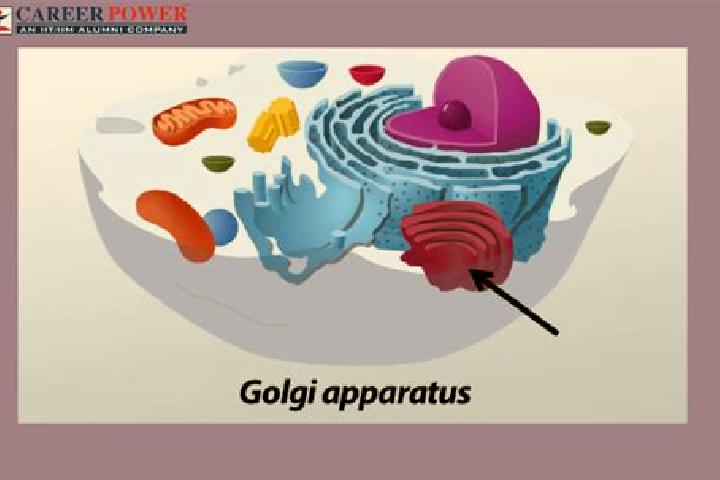 escort Corteno Golgi