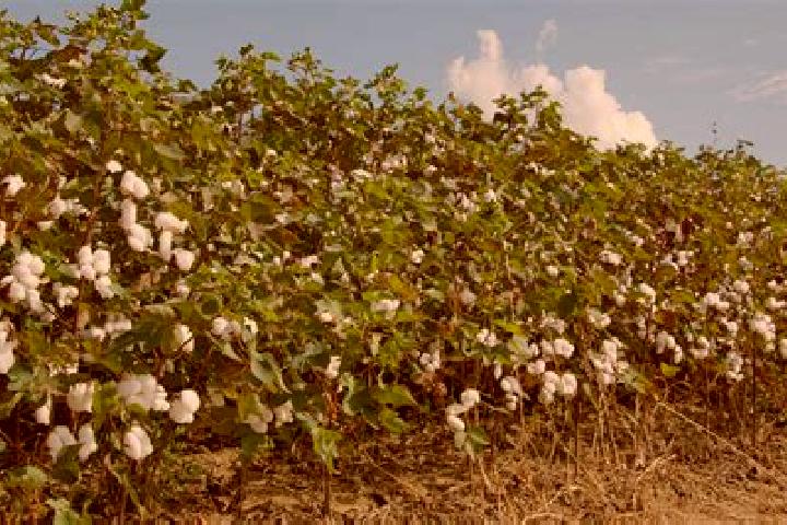 escort Cotton Plant