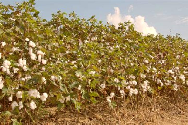 escort Cotton Tree