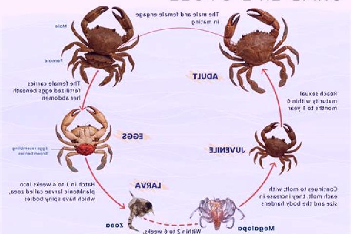escort Crab Orchard