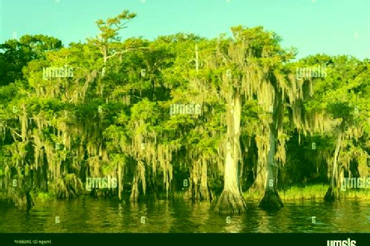 escort Cypress Lake