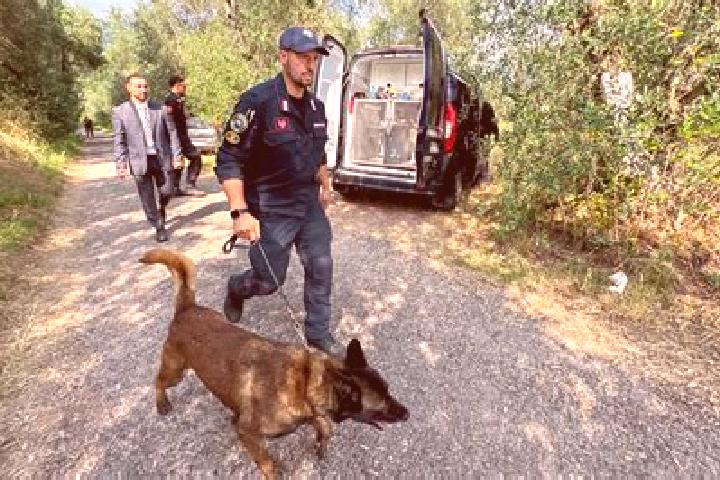 escort Dagli
