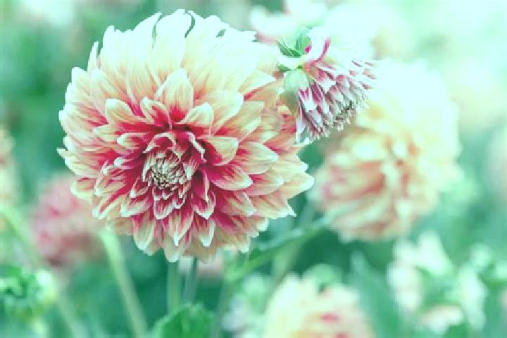escort Dalias