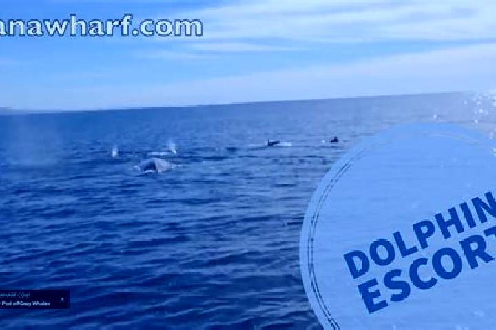 escort Dana Point