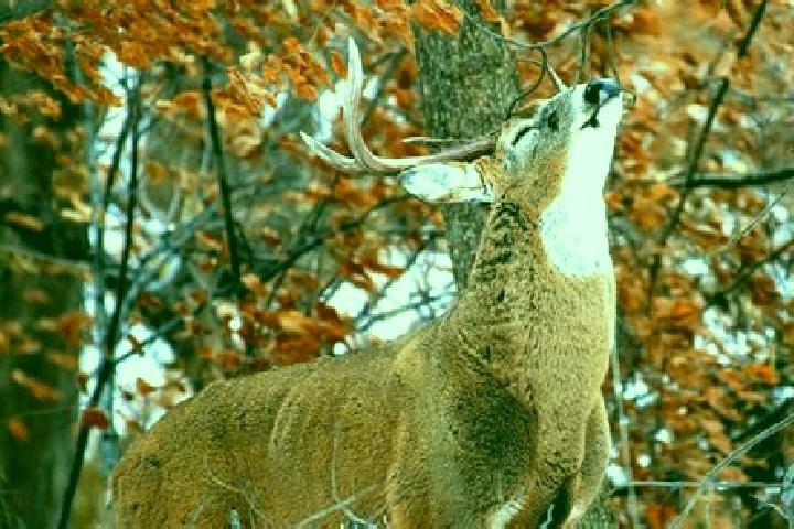 escort Deer Creek