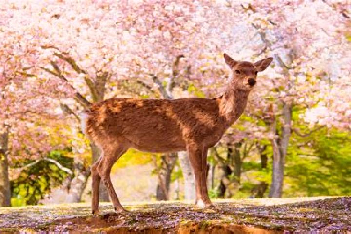 escort Deer Park